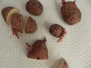 Growing Potatoes in a Bag