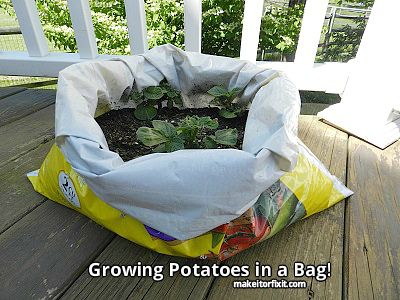 Potatoes Growing in a Bag