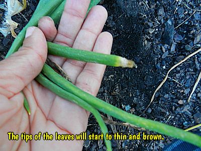 When To Harvest Your Homegrown Onions
