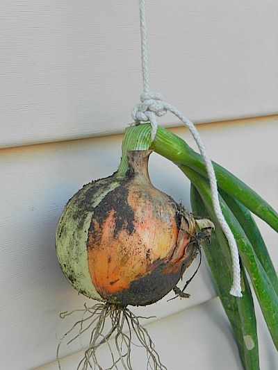 When To Harvest Your Homegrown Onions