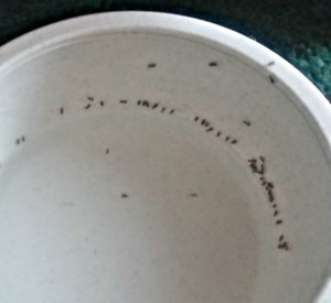 How to Keep Ants Out of Pet's Bowl